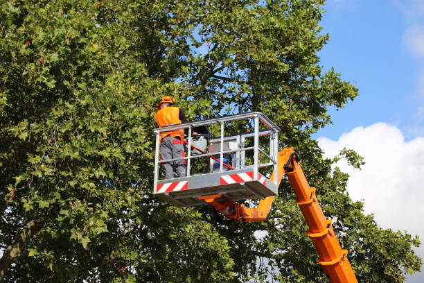 Best Tree Removal Services  in Bridgewater, VA